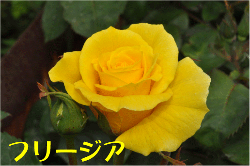 f:id:rotling:20100506200257g:image