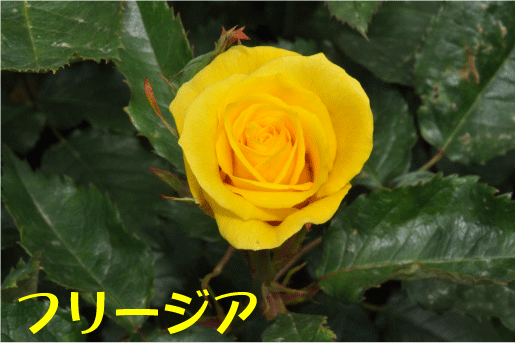 f:id:rotling:20100506200258g:image