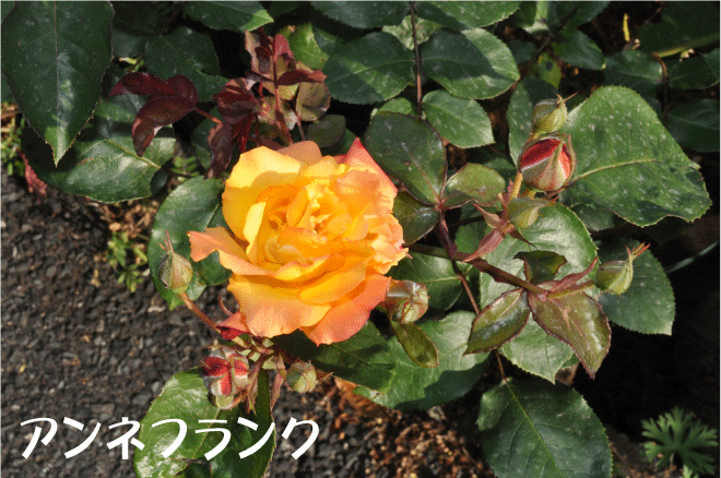 f:id:rotling:20100508094019g:image