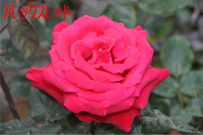 f:id:rotling:20100508094030g:image