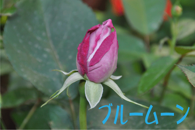 f:id:rotling:20100508094036g:image