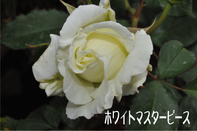 f:id:rotling:20100509135016g:image