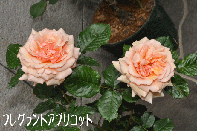 f:id:rotling:20100509135032g:image