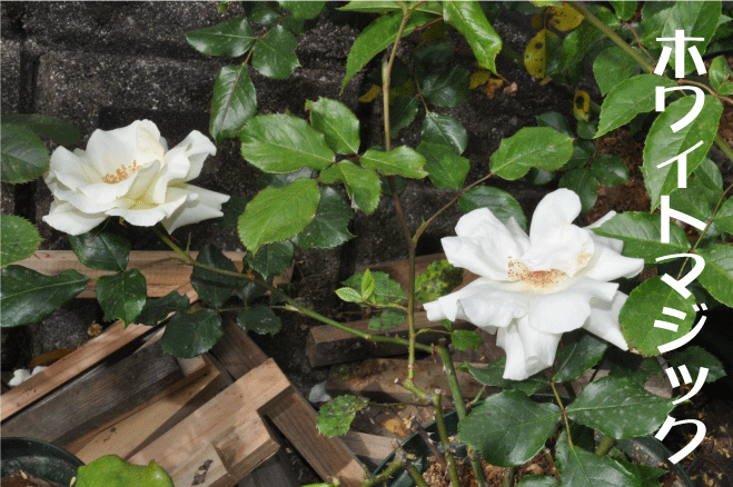バラ　ホワイトマジック