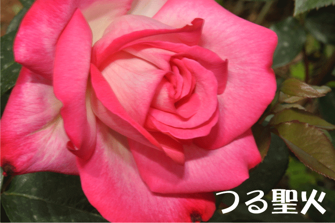 f:id:rotling:20100509144038g:image