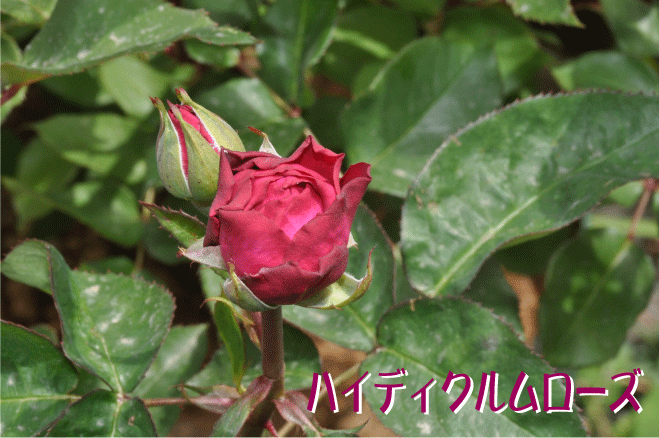 f:id:rotling:20100509144047g:image