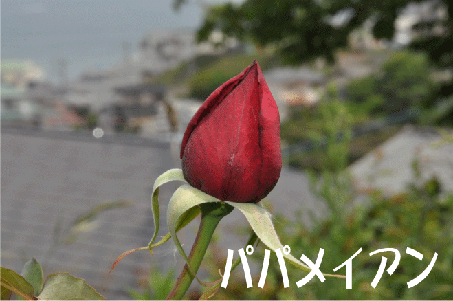 f:id:rotling:20100509144049g:image