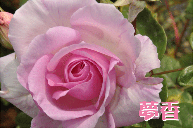 f:id:rotling:20100509144050g:image