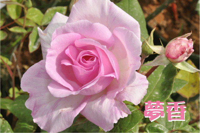 f:id:rotling:20100509144051g:image