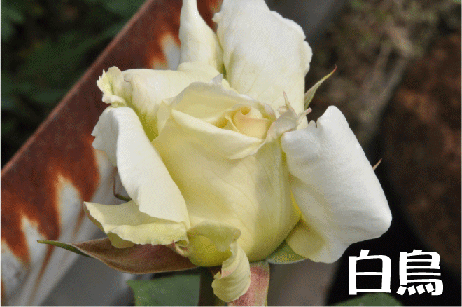 f:id:rotling:20100509144052g:image