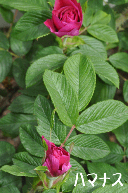 f:id:rotling:20100509144053g:image