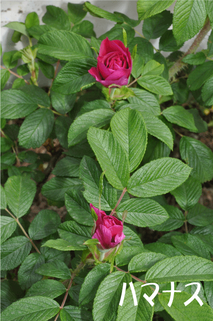 f:id:rotling:20100509144054g:image