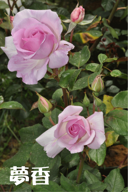 f:id:rotling:20100509144055g:image