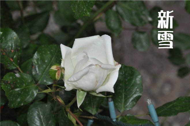 f:id:rotling:20100509174509g:image