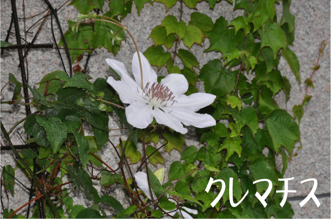 f:id:rotling:20100510195250g:image