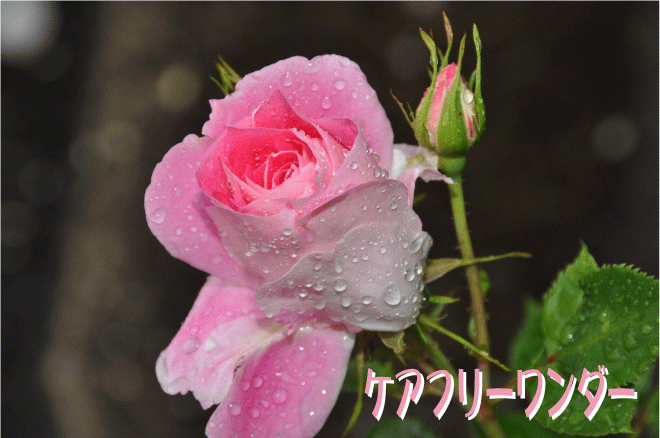 f:id:rotling:20100510195253g:image