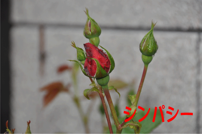 f:id:rotling:20100510195302g:image