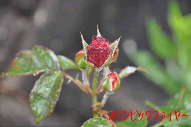 f:id:rotling:20100511094155g:image