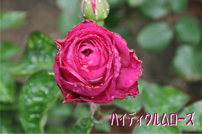 f:id:rotling:20100511122358g:image