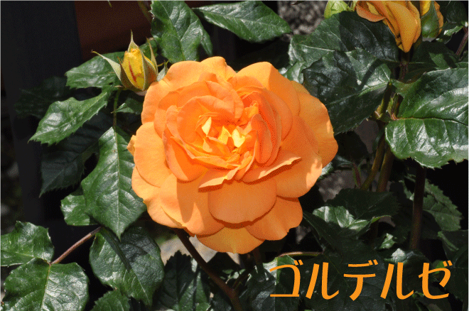 f:id:rotling:20100512121224g:image