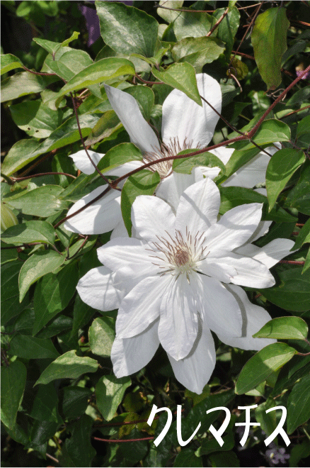 f:id:rotling:20100512121231g:image