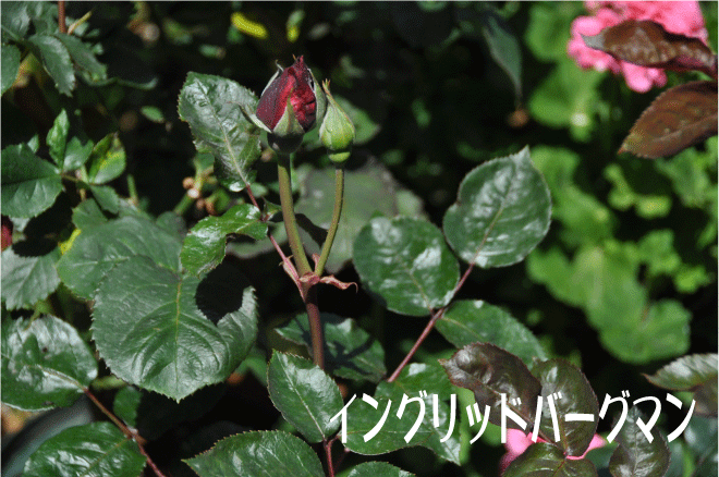 バラ　イングリッドバーグマン