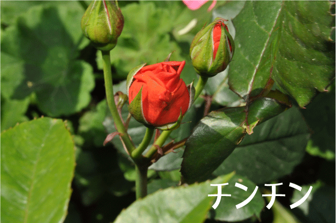 10 05 12 チンチン お庭番 再び走る 10 05 12 チンチン お庭番 再び走る