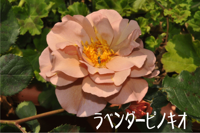 f:id:rotling:20100513114525g:image