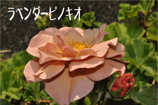 f:id:rotling:20100513114526g:image