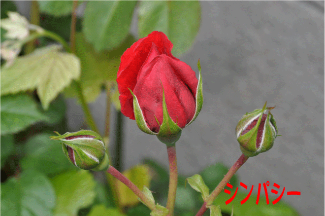 f:id:rotling:20100513141802g:image