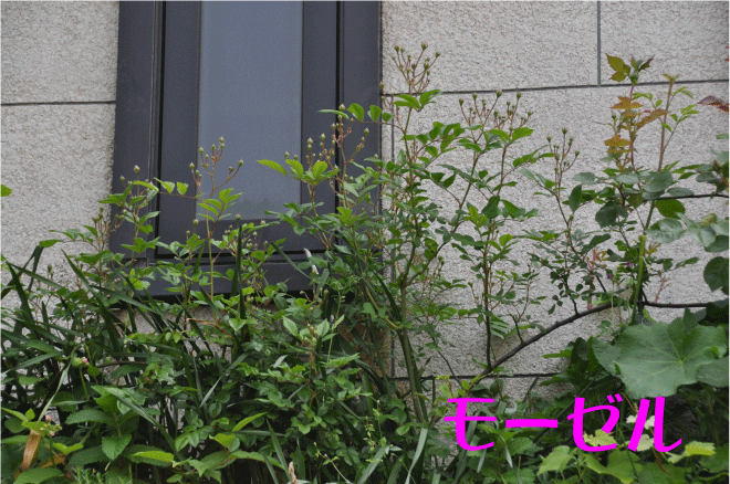 f:id:rotling:20100513162030g:image