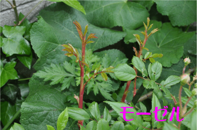f:id:rotling:20100513162031g:image
