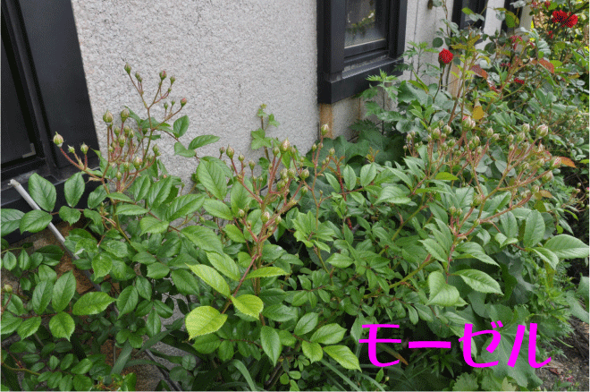 f:id:rotling:20100513162032g:image