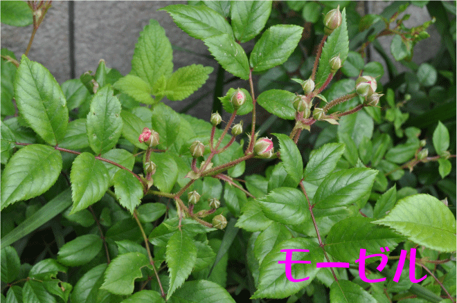 f:id:rotling:20100513162033g:image