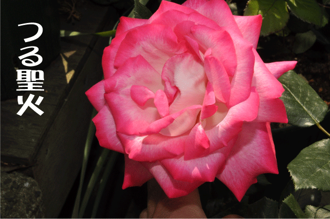 f:id:rotling:20100513193734g:image