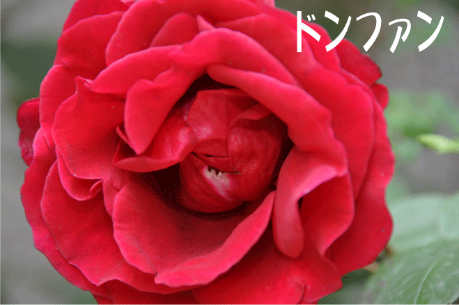 f:id:rotling:20100513193800g:image