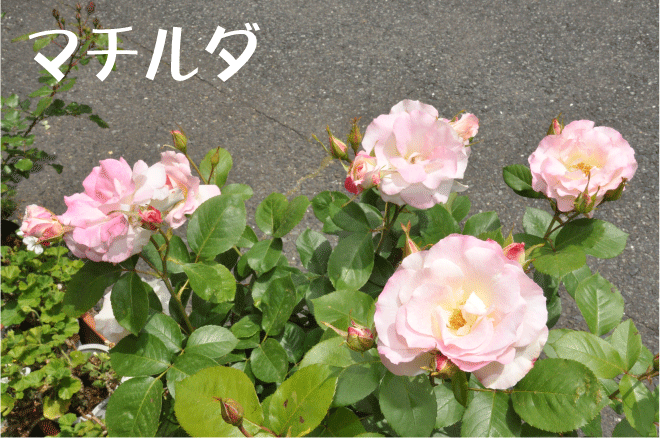 f:id:rotling:20100515143100g:image