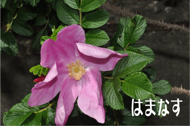 f:id:rotling:20100515143111g:image