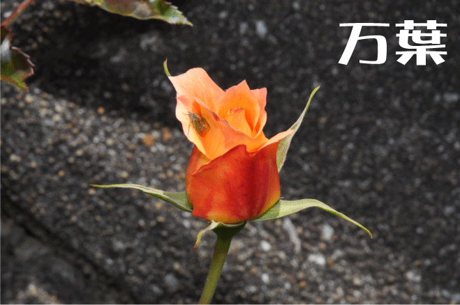 f:id:rotling:20100515143121g:image