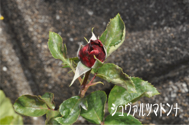 f:id:rotling:20100515143123g:image