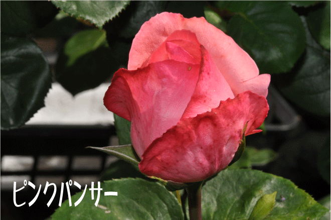 f:id:rotling:20100515190938g:image