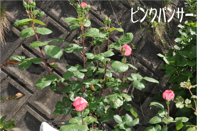 f:id:rotling:20100515190939g:image