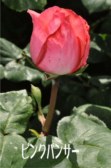 f:id:rotling:20100515190940g:image