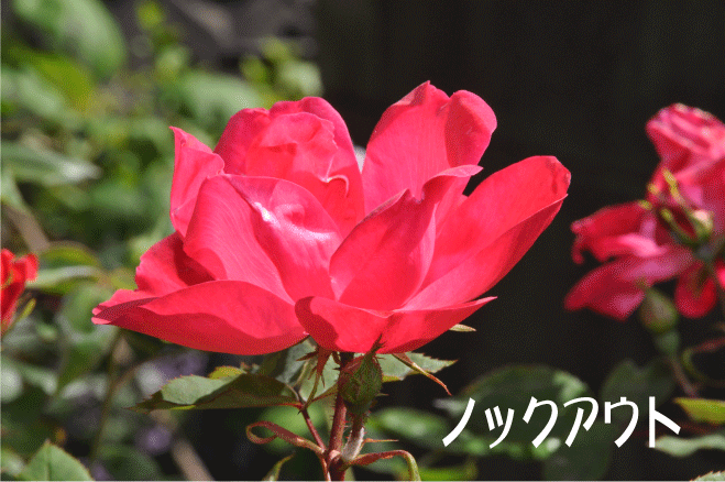f:id:rotling:20100515203246g:image