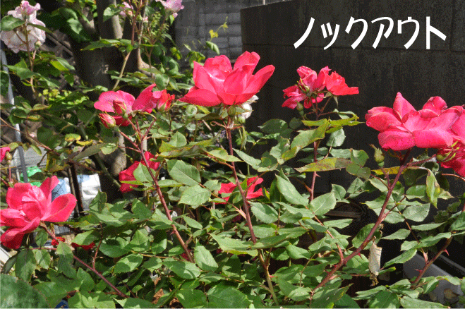 f:id:rotling:20100515203247g:image