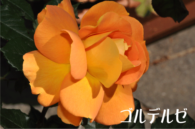 f:id:rotling:20100515203252g:image