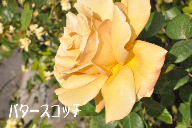 f:id:rotling:20100515203258g:image
