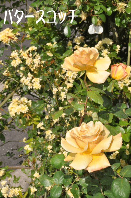 f:id:rotling:20100515203259g:image