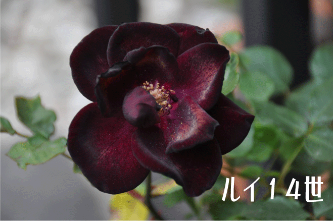 f:id:rotling:20100515203303g:image