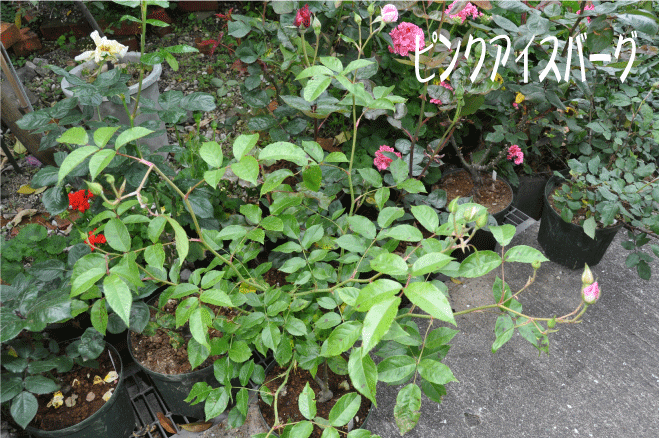f:id:rotling:20100515214547g:image